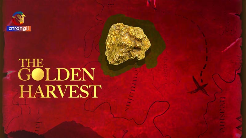 The Golden Harvest